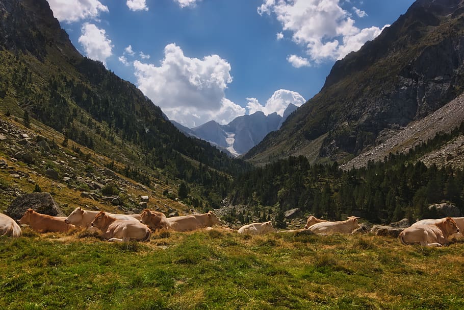Photo of Brown Cattle On Mountain, animal, clouds, cows, environment HD wallpaper