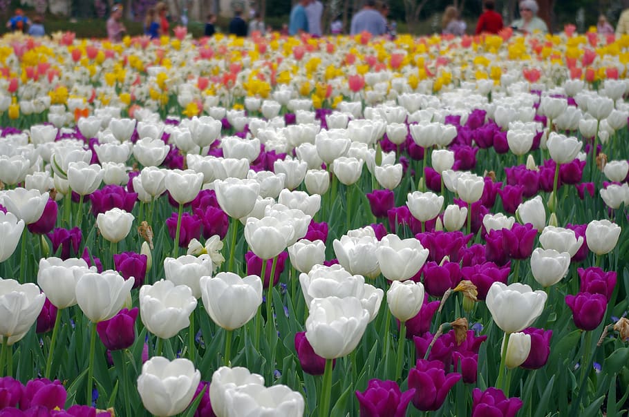 tulips galore, dallas, texas, botanical, gardens, tulipa, spring, HD wallpaper