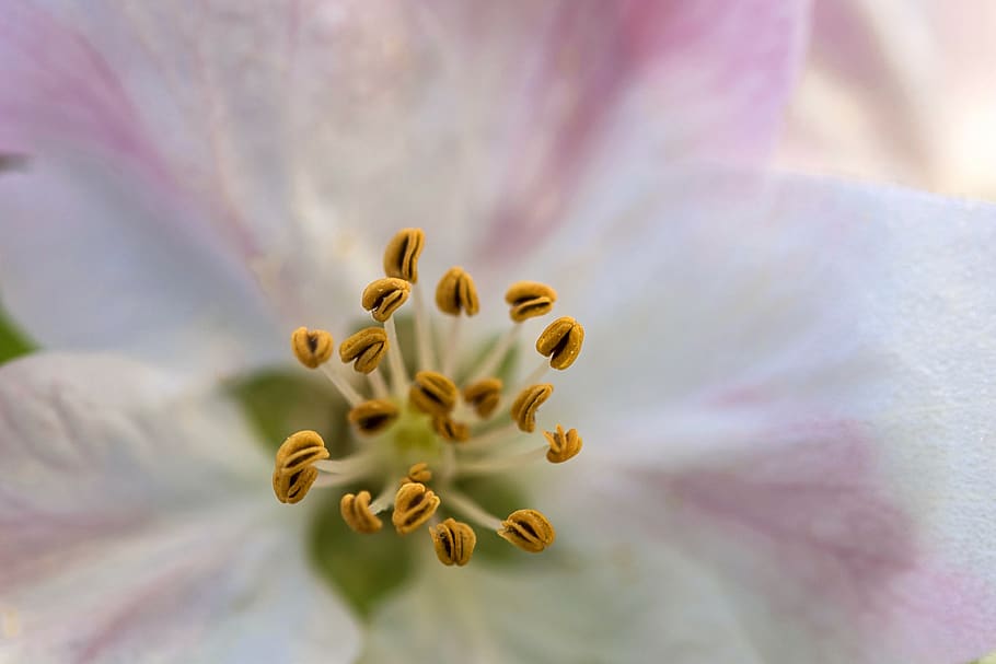 apple, spring, nature, bloom, flora, beauty, close, colorful HD wallpaper