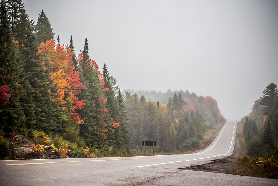 canada, algonquin park, trees, street, four colors, forest, HD wallpaper