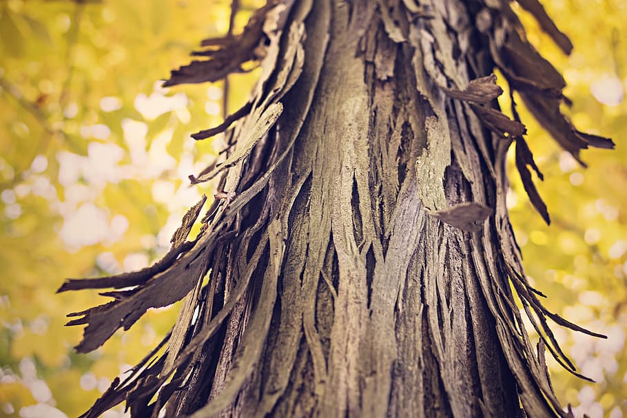 Closeup Photography of Black Tree, bark, flaking, forest, nature HD wallpaper