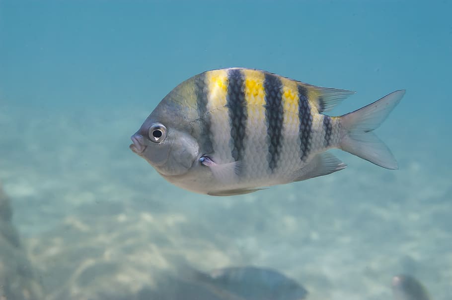 white and black striped fish, animal, animals in the wild, animal themes HD wallpaper