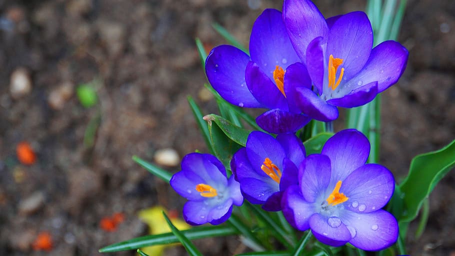 crocus, flowers, spring, bloom, nature, purple, plant, spring flower HD wallpaper