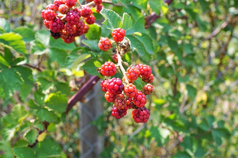 raspberry, tree, nature, fruit, delicious, sweet, sour, red HD wallpaper