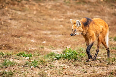 brown fox animal walking, wolf, mammal, red wolf, canine, wildlife HD wallpaper