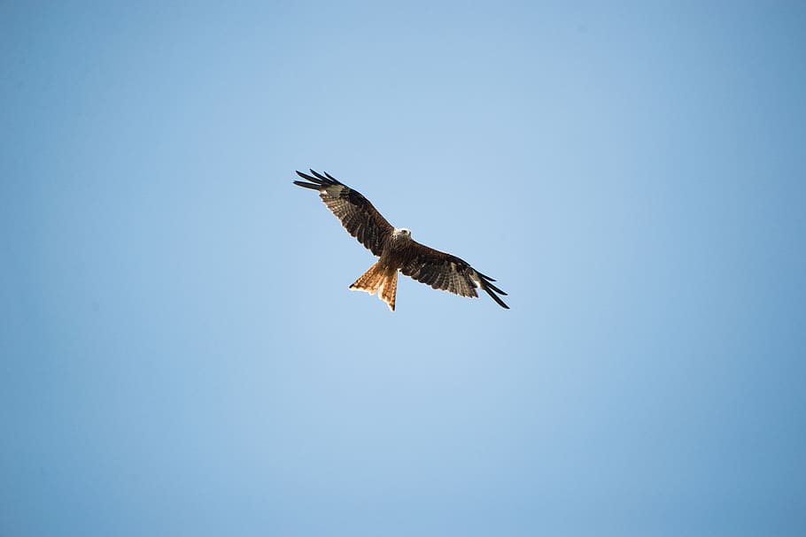 bird, british, eagle, nature, uk, sky, wildlife, predator, animal HD wallpaper
