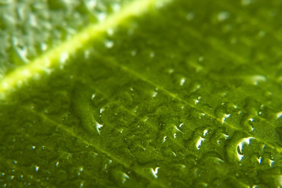 background, botany, flora, floral, flores, foliage, green, growing HD wallpaper