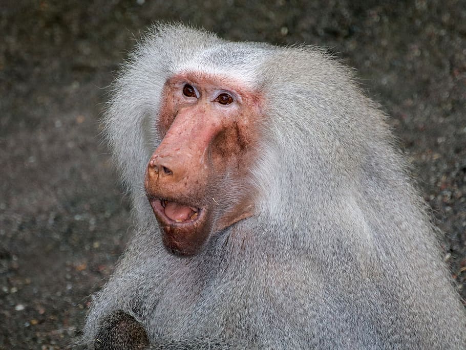 baboon, monkey, animal, primate, nature, zoo, mammal, face HD wallpaper