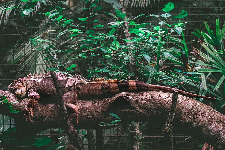 iguana on brown tree trunk, plant, nature, no people, green color HD wallpaper