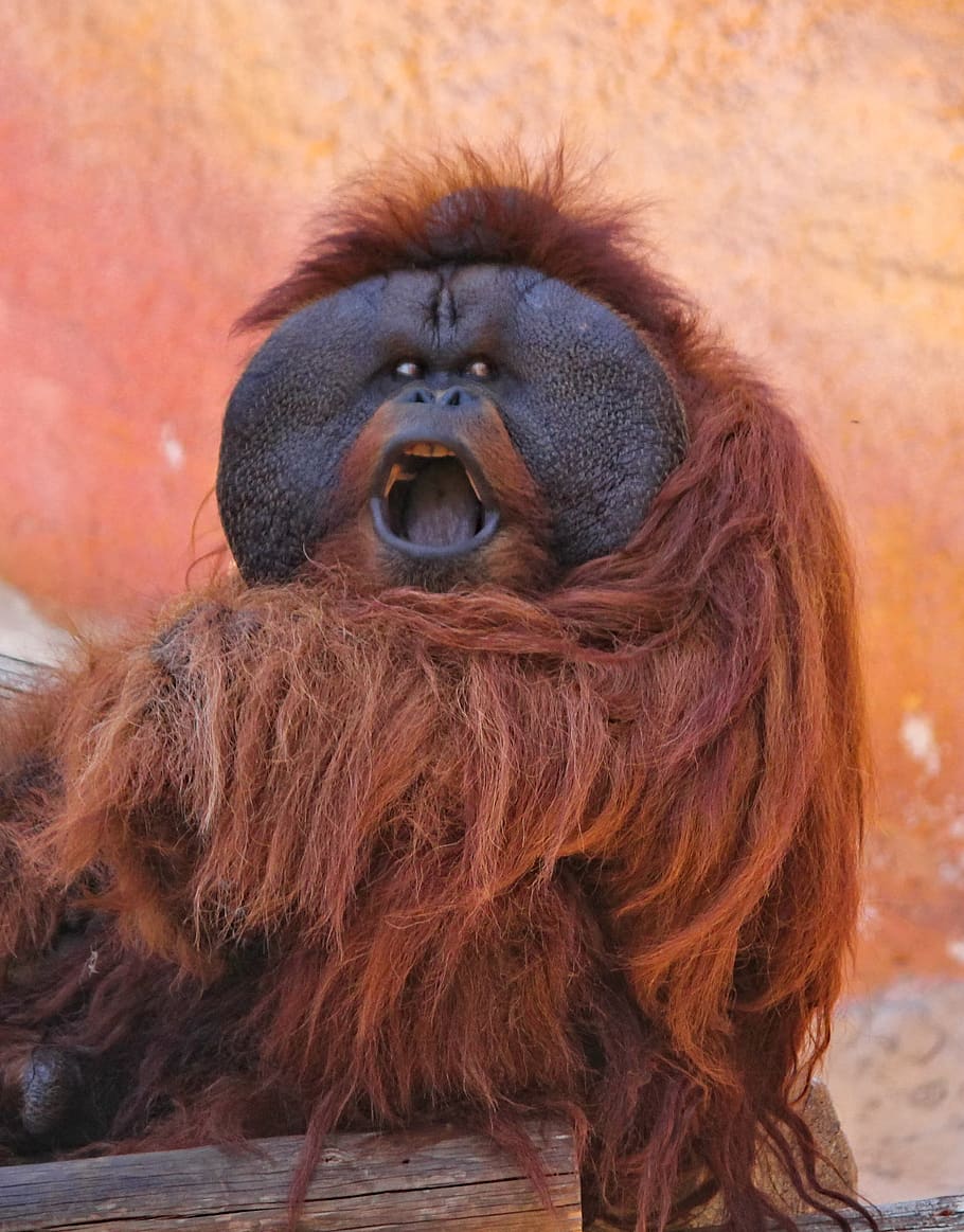 orangutan, screaming, upset, angry, monkey, primate, animal