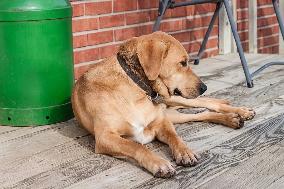 dog, canine, one animal, domestic, pets, domestic animals, mammal HD wallpaper