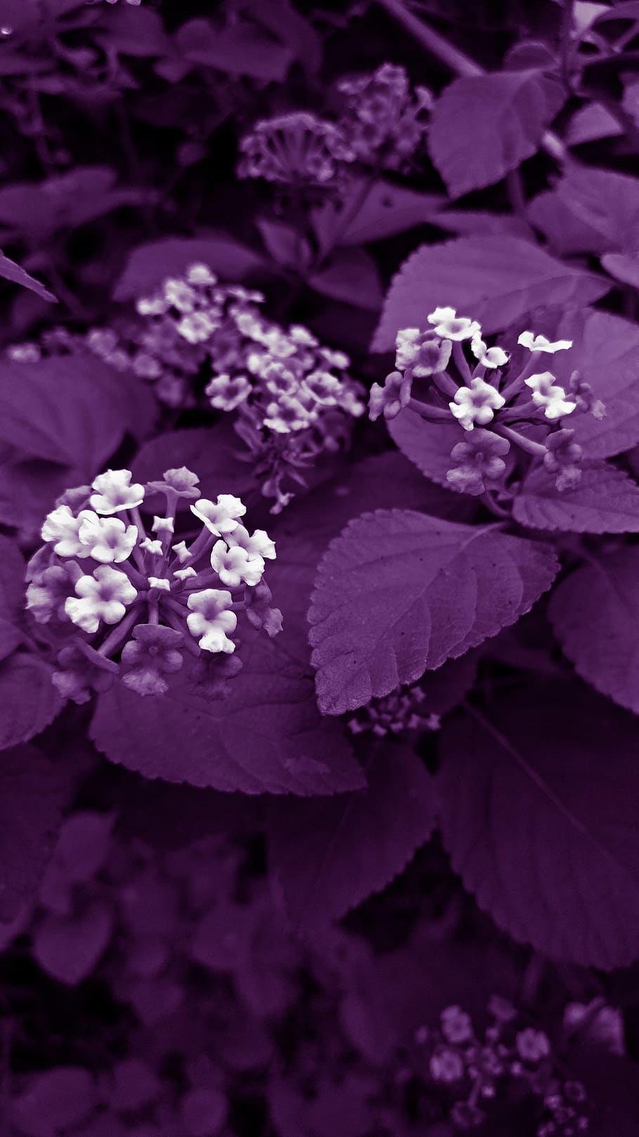 india, savar kundla, flower, flowering plant, beauty in nature HD wallpaper
