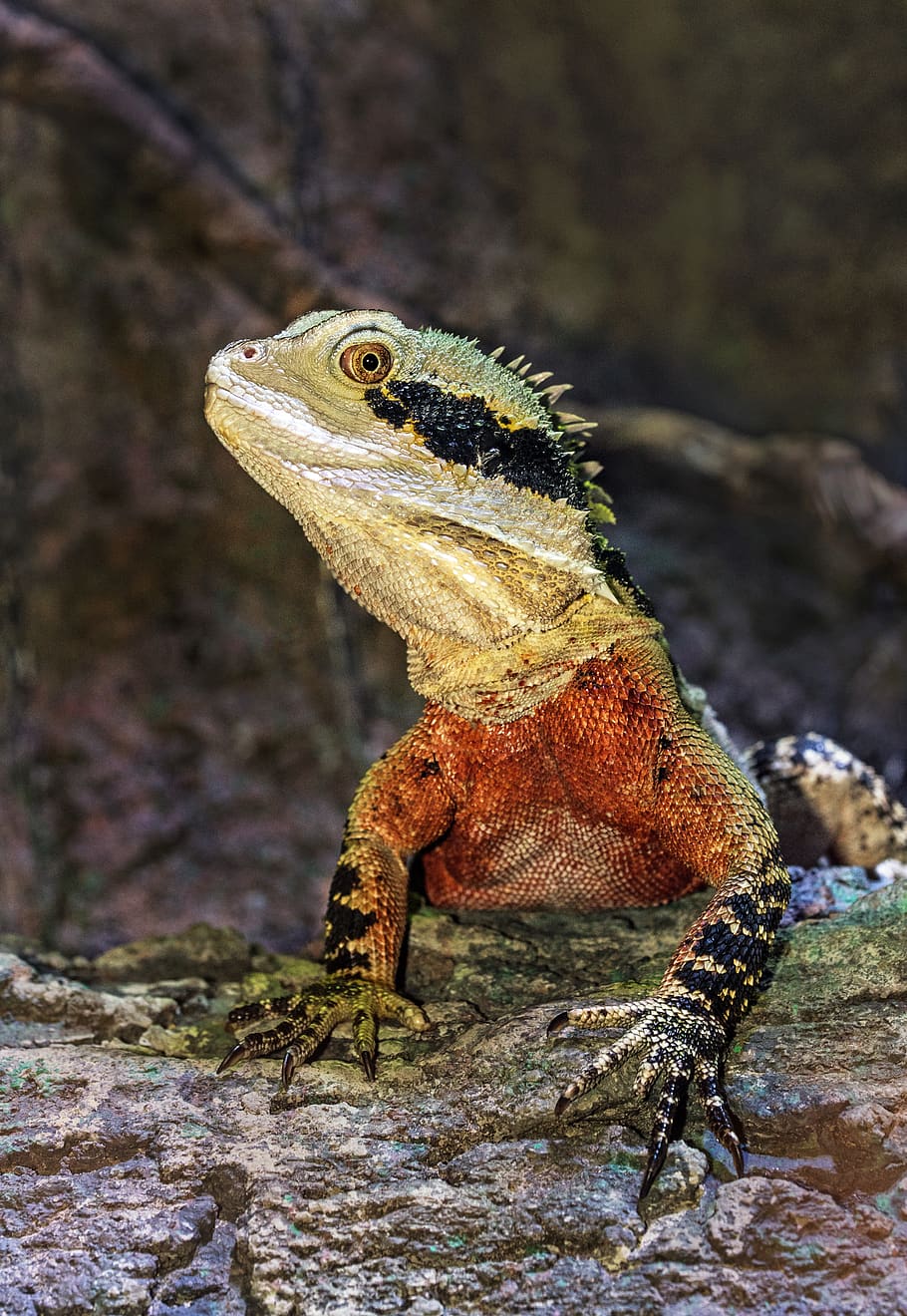 iguana on tree, animal themes, animal wildlife, animals in the wild HD wallpaper