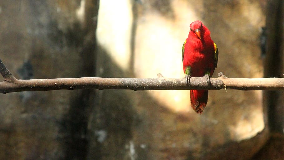 bird, parrot, vertebrate, red, animal themes, perching, animal wildlife HD wallpaper