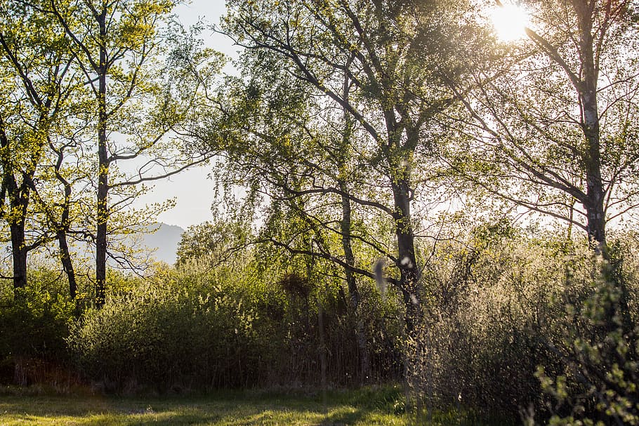tree, trees, meadow, clearing, glade, nature, green, leaf, leaves HD wallpaper