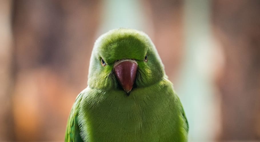 Shallow Focus Photo of Green Bird, animal, bright, close-up, cute HD wallpaper