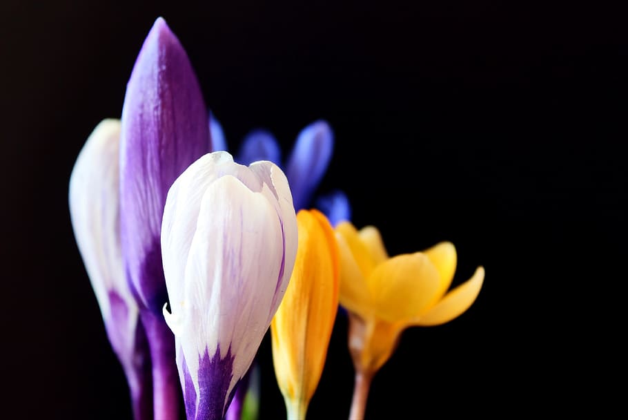 crocus, spring, nature, purple, flowers, early bloomer, frühlingsanfang HD wallpaper