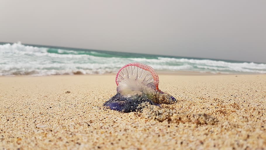 sea, land, beach, sand, water, animal, nature, animal themes HD wallpaper