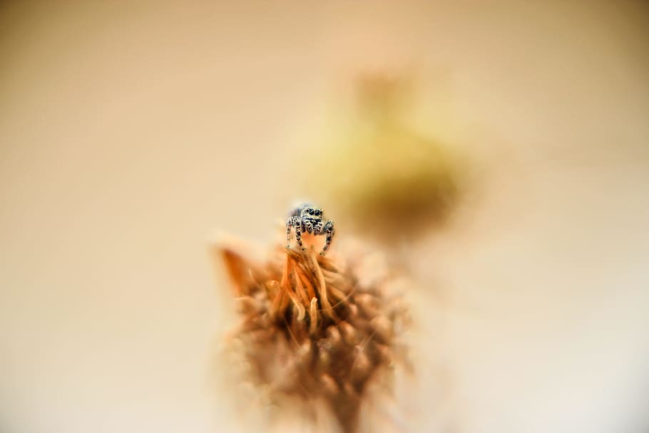 macro, insect, nectar, close up, flower, pollen, close-up, selective focus HD wallpaper