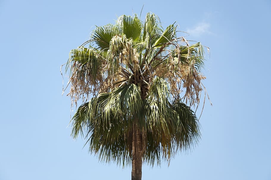 spain, barcelona, palm tree, plant, sky, tropical climate, low angle view HD wallpaper
