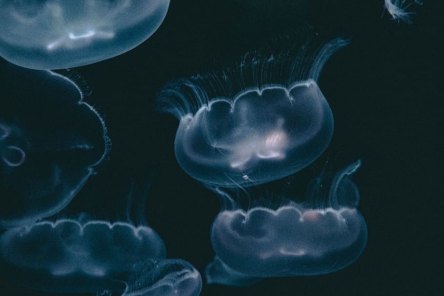 blue jellyfish illustration, invertebrate, animals in the wild HD wallpaper