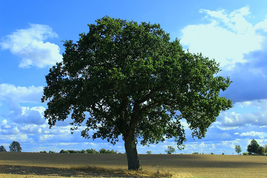 tree, individually, nature, landscape, lonely, single tree HD wallpaper