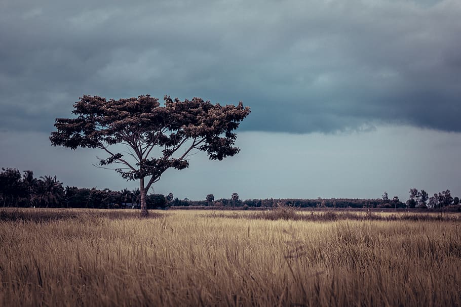 field, tree, grass, sky, brown, one tree, wallpaper, background HD wallpaper