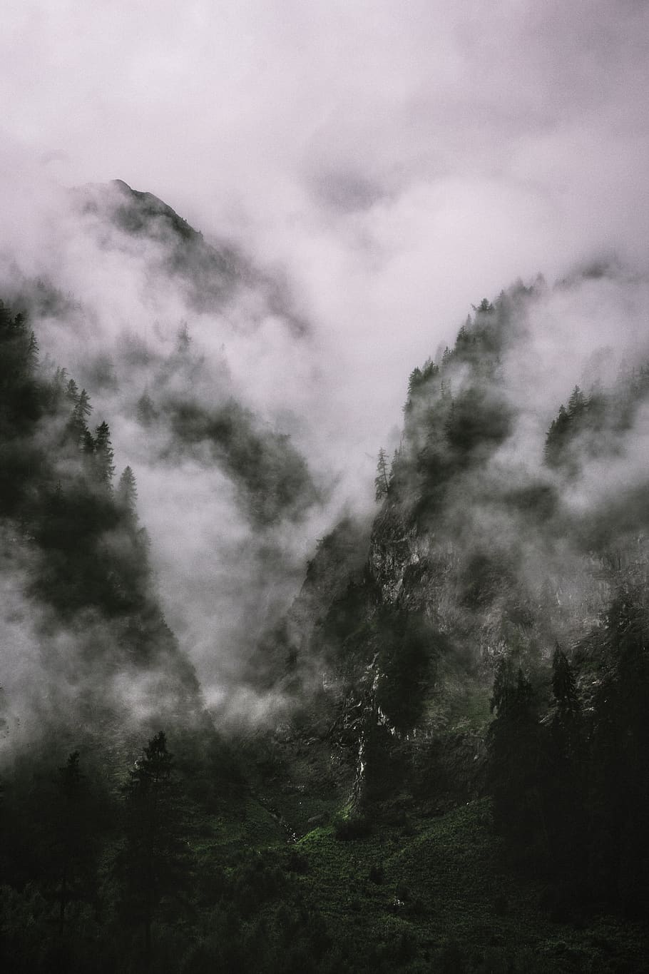 green trees and mist, nature, weather, outdoors, fog, mountain HD wallpaper