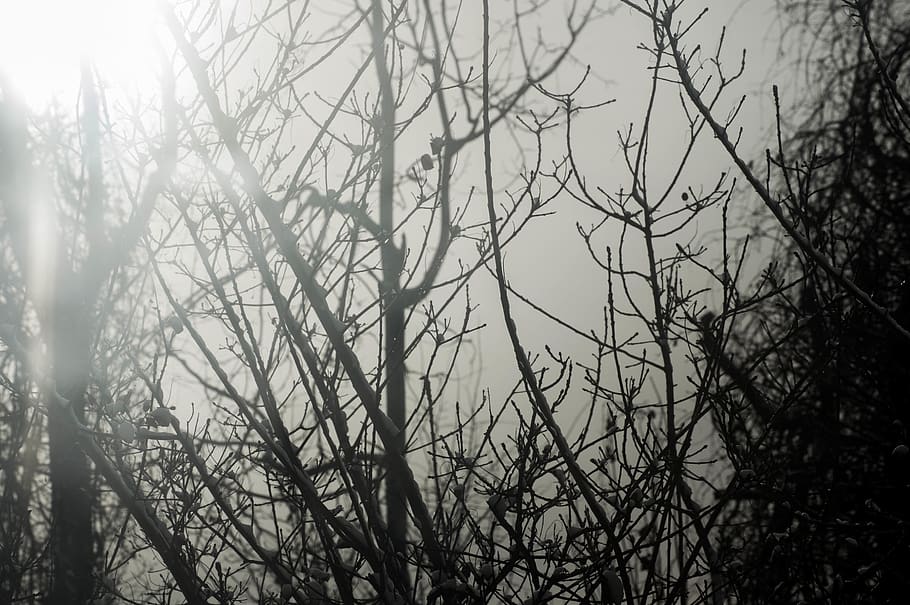 canada, toronto, tree, plant, nature, bare tree, no people HD wallpaper