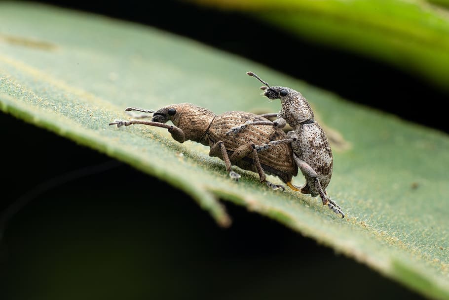 insect, curculionoidea, animal themes, animal wildlife, invertebrate HD wallpaper