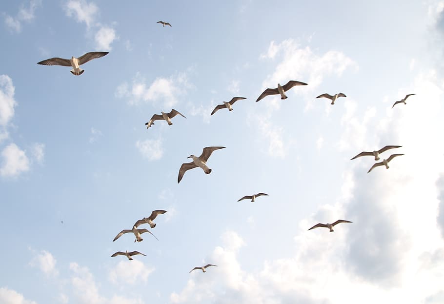 seagulls, flight, birds, sky, dom, nature, wings, animals in the wild HD wallpaper