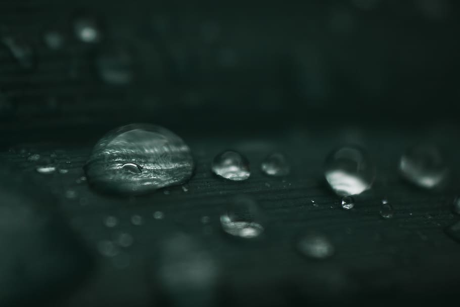 droplet, sphere, turtle, animal, reptile, sea life, plant, flower HD wallpaper