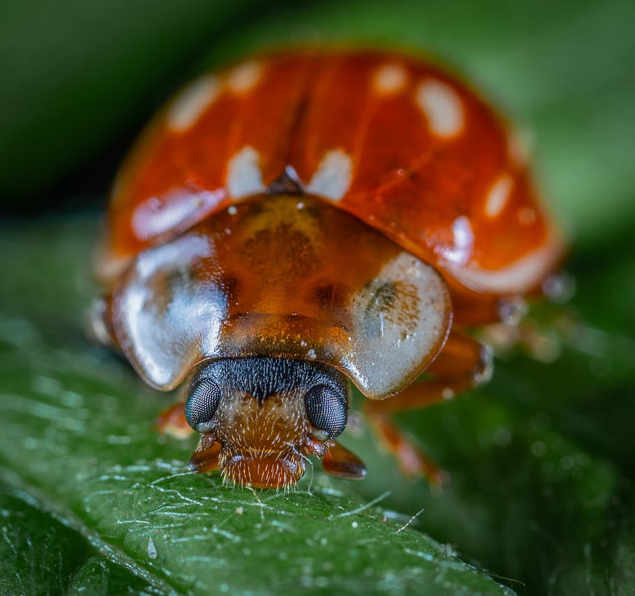 macro, beetle, insect, one animal, animal themes, close-up HD wallpaper