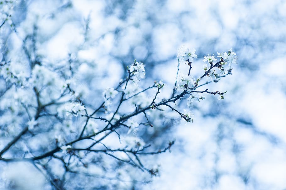 macro, sheet, nature, flora, flower, plant, tree, branch, beauty in nature HD wallpaper
