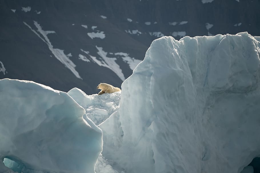 bear on iceberg during daytime, cold temperature, winter, snow HD wallpaper