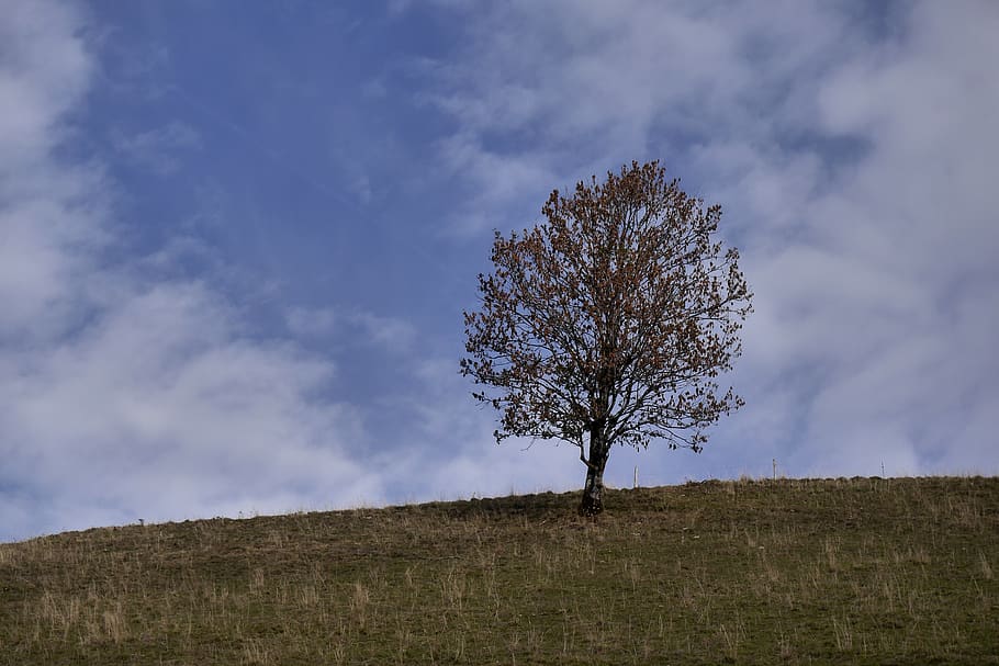 hdwallpaper, background, nature, landscape, tree, sky, mountains HD wallpaper