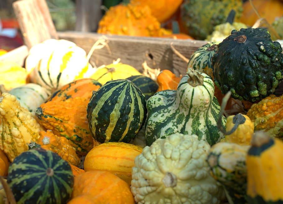 pumpkin, fruit, vegetables, orange, food, harvest, halloween HD wallpaper