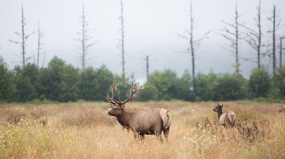 Brown Deer on Brown Grass Field, animal, animal photography, antlers, HD wallpaper
