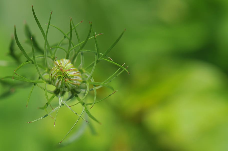 green, plant, flower, macro, blur, green color, growth, beauty in nature HD wallpaper