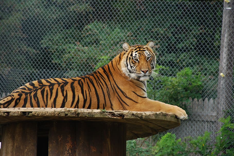 tiger, cat, animal, predator, dangerous, nature, fur, mammal HD wallpaper