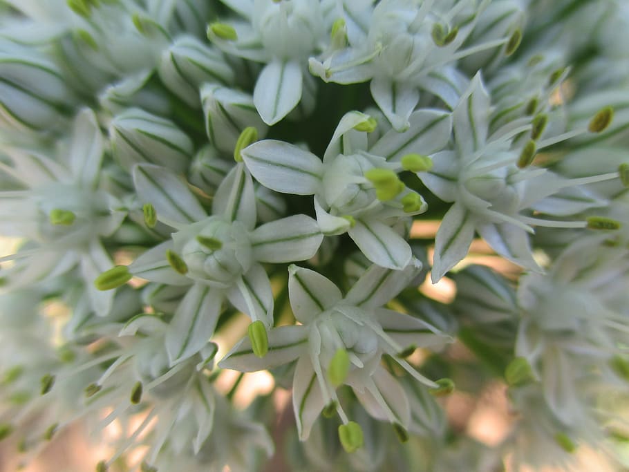 flower, macro, white, garden, spring, flora, beautiful, plant HD wallpaper