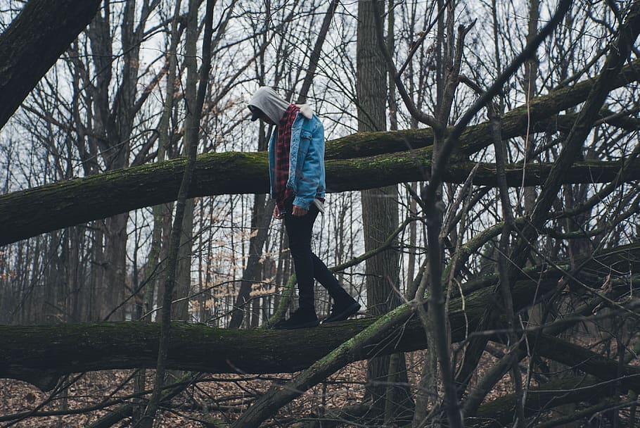 forest, trees, people, noface, plant, land, one person, nature HD wallpaper