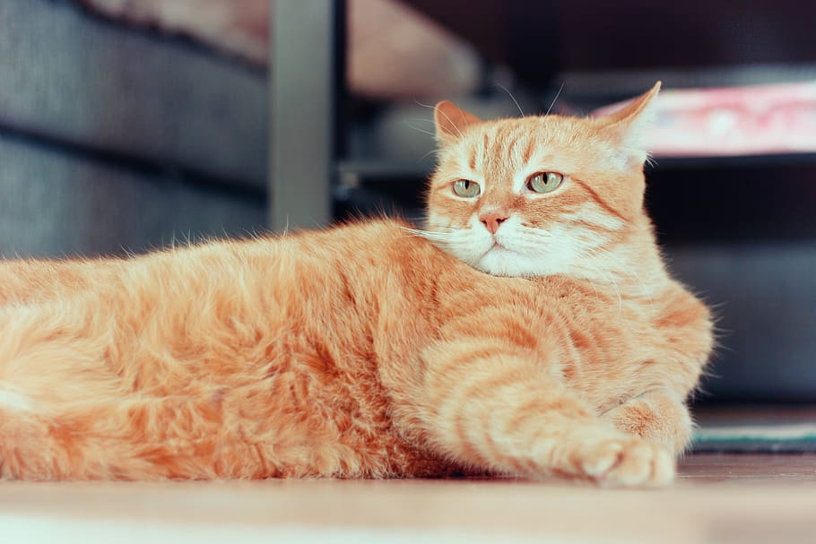 cat, red cat, red-headed cat, kitten, cute, fur, dream, eyes HD wallpaper