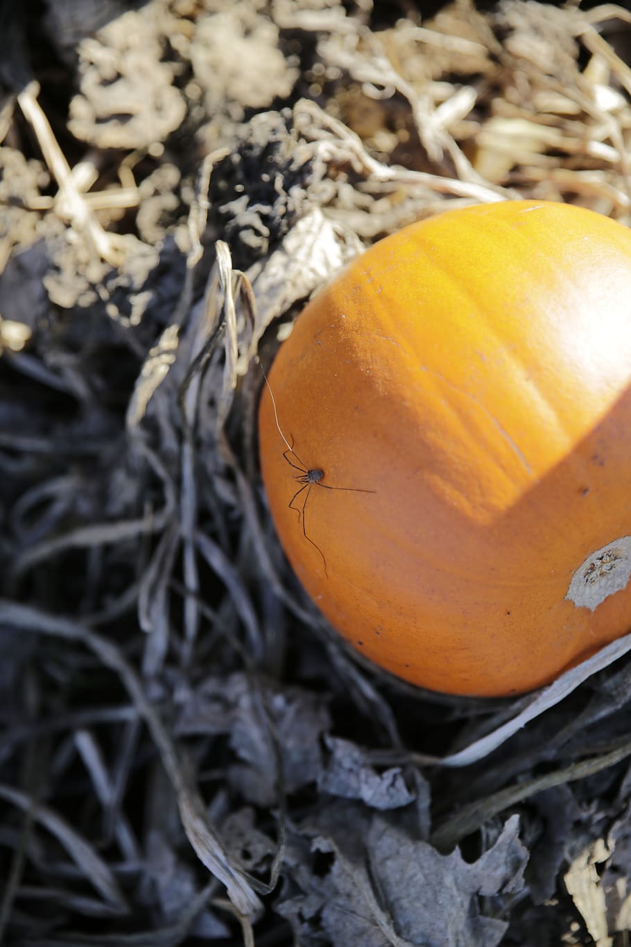 pumpkin, spider, farm, food, food and drink, healthy eating HD wallpaper
