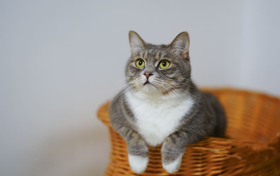 White and Gray Cat in Brown Woven Basket, adorable, animal, close-up