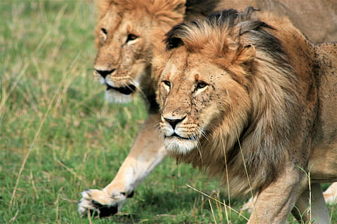 two brown lions during daytime, animal, mammal, wildlife, walking HD wallpaper