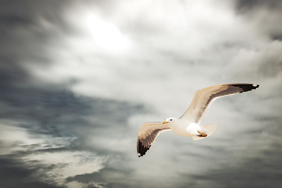 seagull, flying, dark, sky, flight, animal, bird, wing, wildlife HD wallpaper