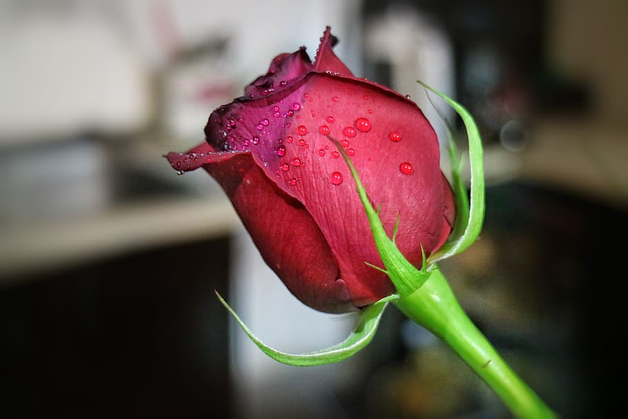 flower, dewdrop, petal, water, droplet, green, pink, macro photography HD wallpaper