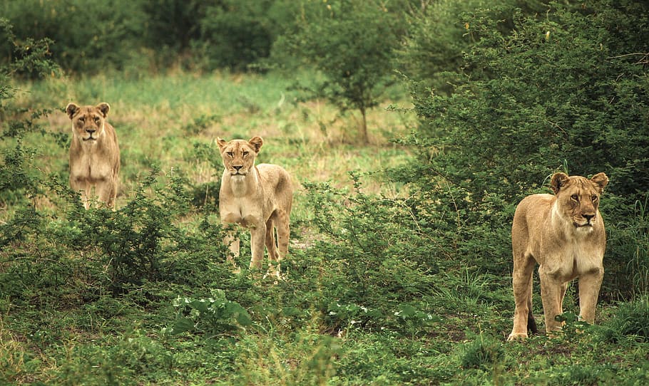 three cougars, mammal, animal themes, group of animals, feline HD wallpaper