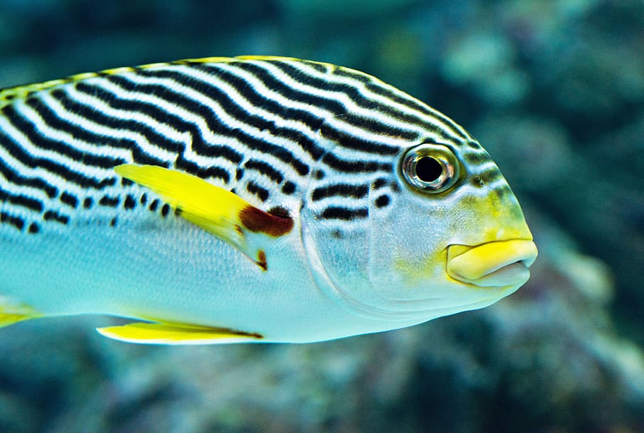 white and gray fish, animal, animal wildlife, animal themes, animals in the wild HD wallpaper